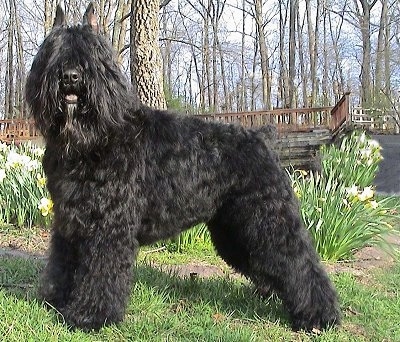 Bajor the Bouvier des Flandres standing outside in the grass with a wooden bridge in the background